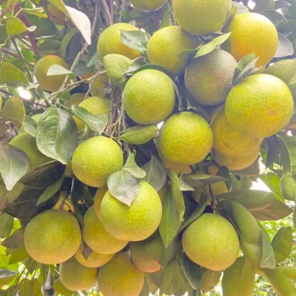 Yellow_Time_Malta_Organic_Plant