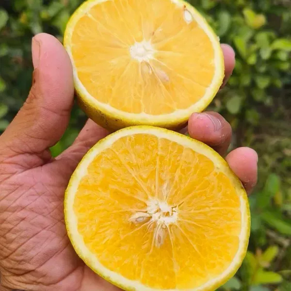 Yellow_Time_Malta_Organic_Plant