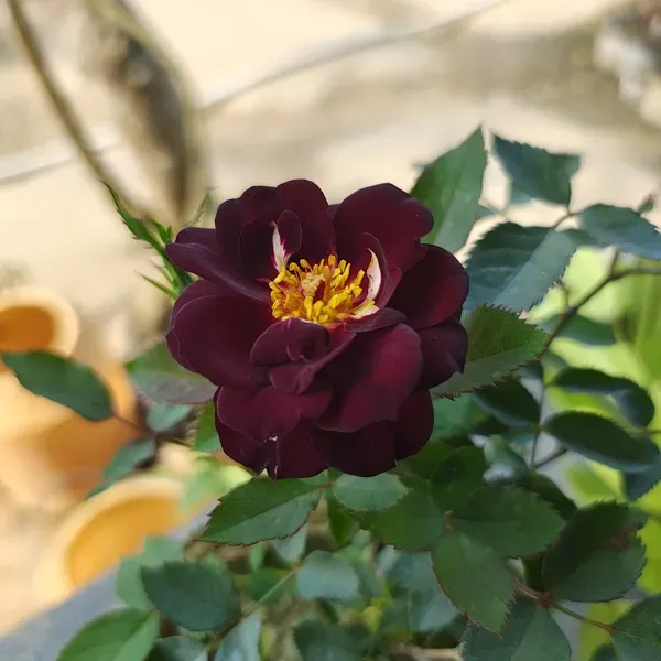 Rhapsody_Blue_Rose_Organic_Plant