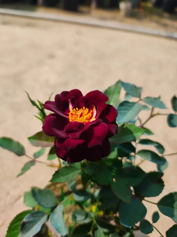 Rhapsody_Blue_Rose_Organic_Plant
