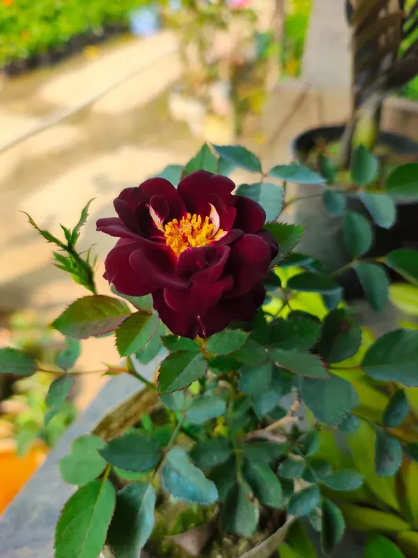 Rhapsody_Blue_Rose_Organic_Plant