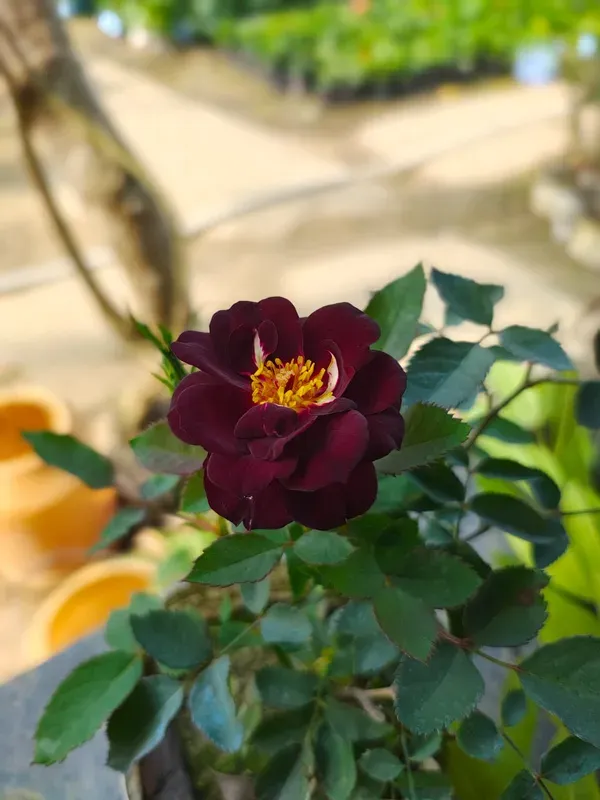 Rhapsody_Blue_Rose_Organic_Plant