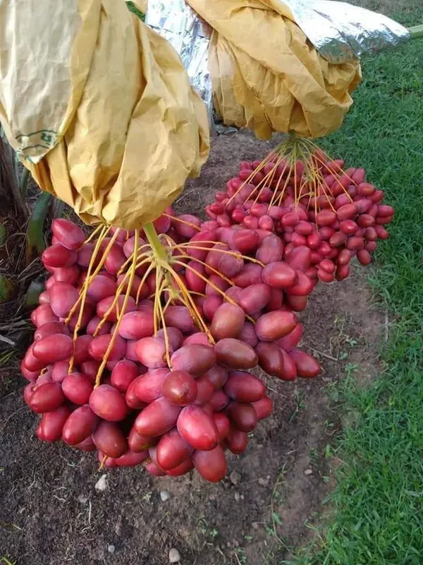 Zahidi_Veriety_Organic_Palm_Plant