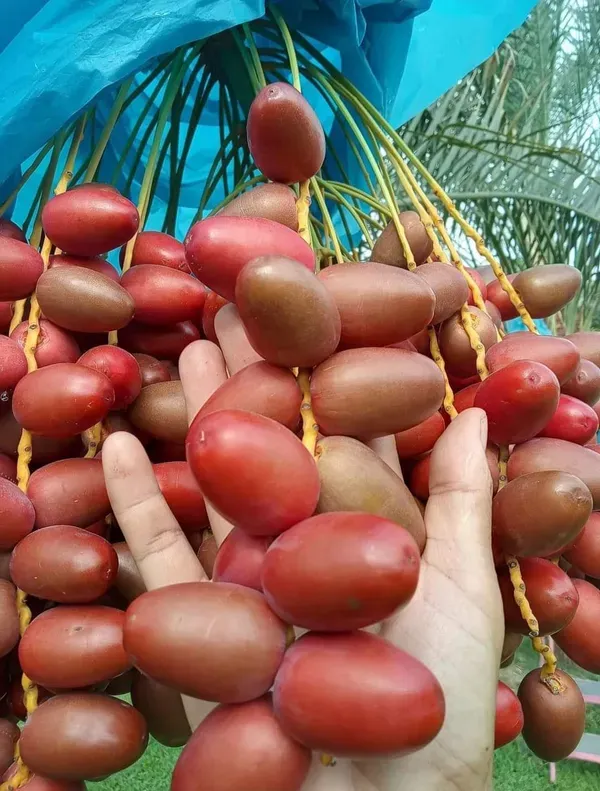 Zahidi_Veriety_Organic_Palm_Plant