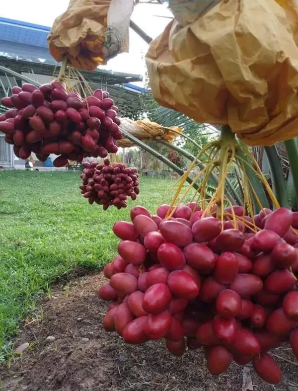 Zahidi_Veriety_Organic_Palm_Plant