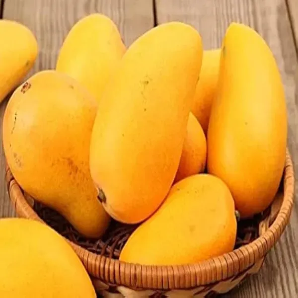 Taste_Mango__Organic_Ornamental_Plant_For_Home