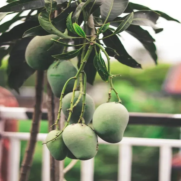 Taste_Mango__Organic_Ornamental_Plant_For_Home