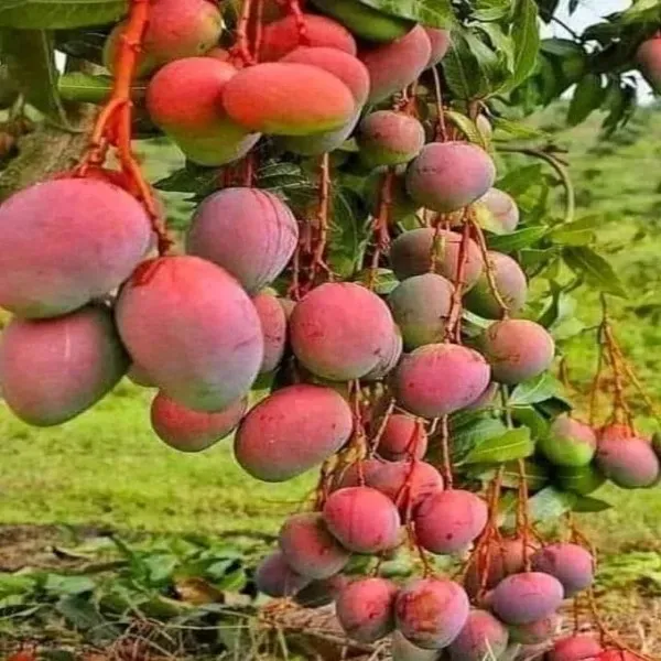Vietamin_Time_Mango_Organic_Plant