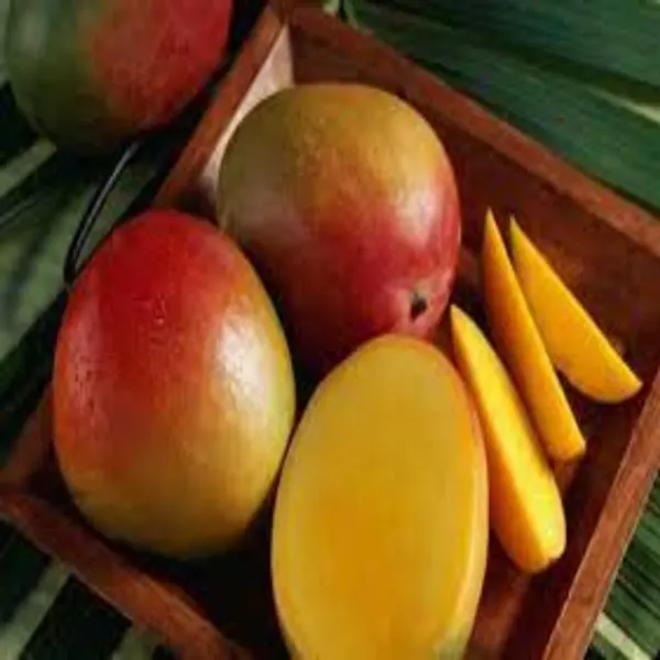 Vietamin_Time_Mango_Organic_Plant