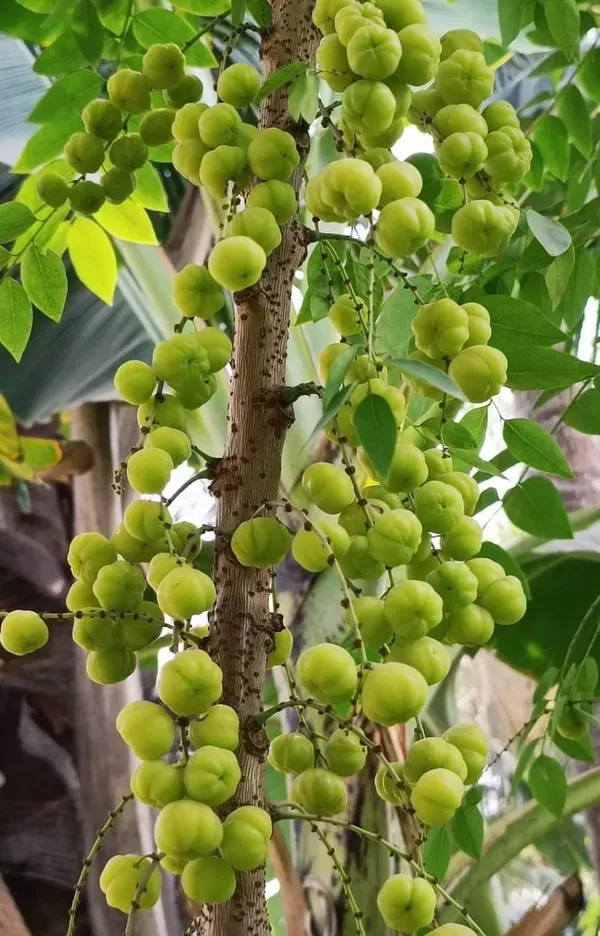 Gooseberry___Organic_Plant_For_Home_Gardening