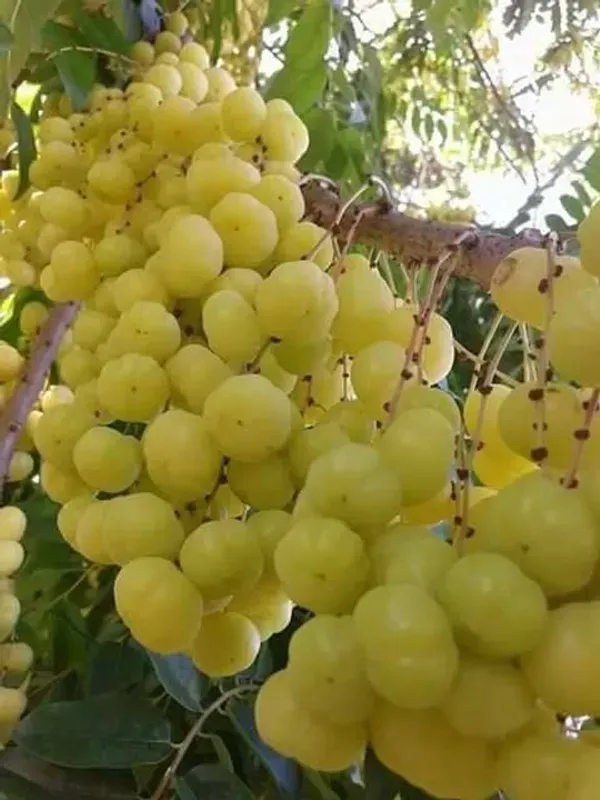 Gooseberry___Organic_Plant_For_Home_Gardening