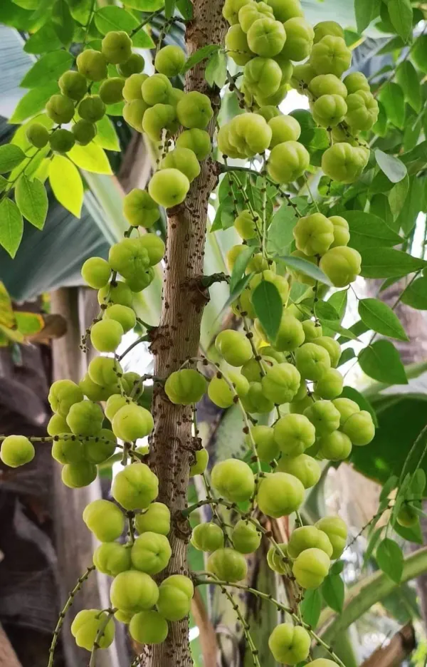 Gooseberry___Organic_Plant_For_Home_Gardening