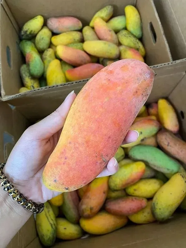 Maha_Chanak_Mango_Organic_Plant