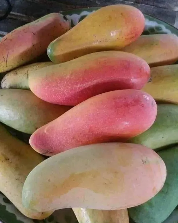 Maha_Chanak_Mango_Organic_Plant