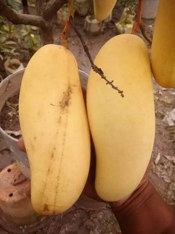 Maha_Chanak_Mango_Organic_Plant