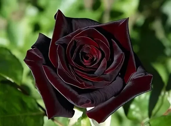 Enchantment_Black_Garden_Organic_Plant