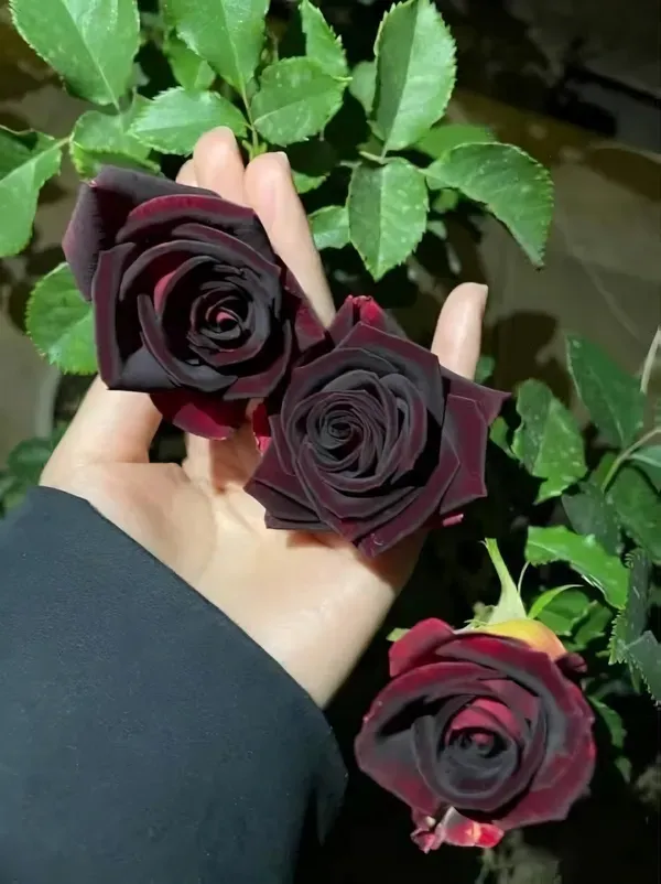 Enchantment_Black_Garden_Organic_Plant