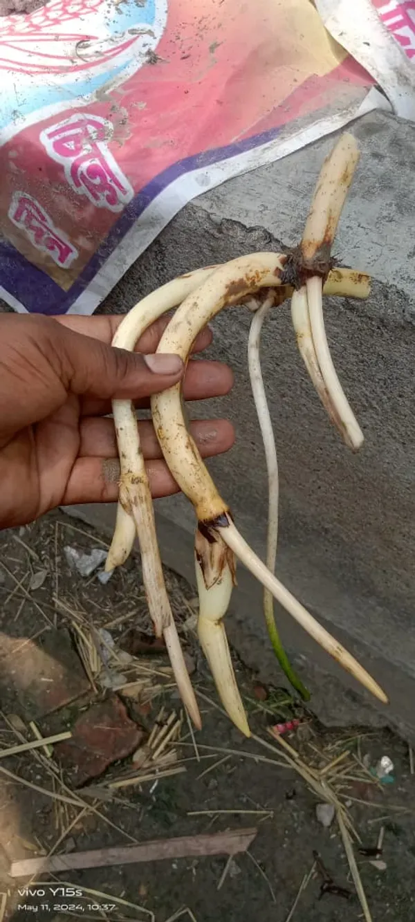 Angel_Wings_Lotus_Tuber_Organic