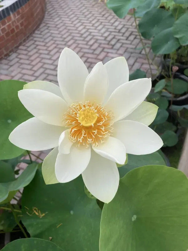 Angel_Wings_Lotus_Tuber_Organic