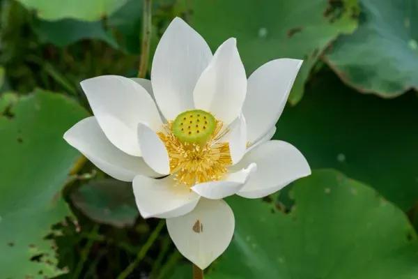 Angel_Wings_Lotus_Tuber_Organic