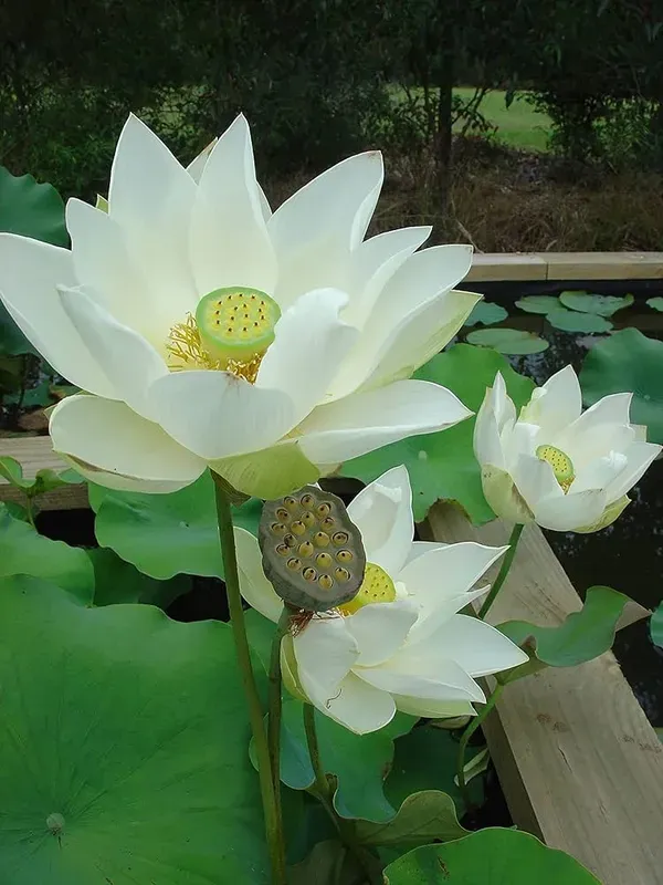 Angel_Wings_Lotus_Tuber_Organic