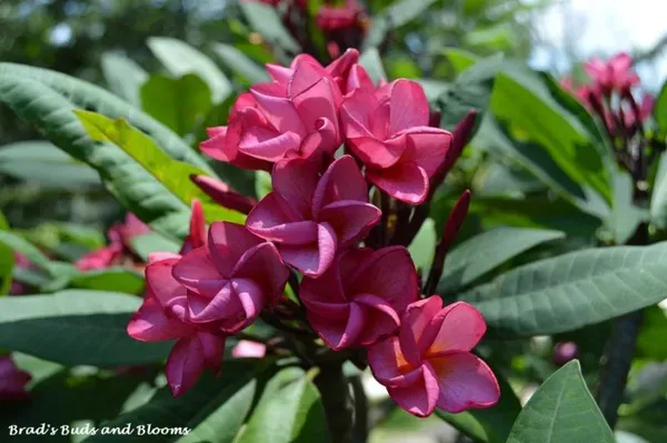 Plumeria_Dwarf_Watermelon_Organic_Plant