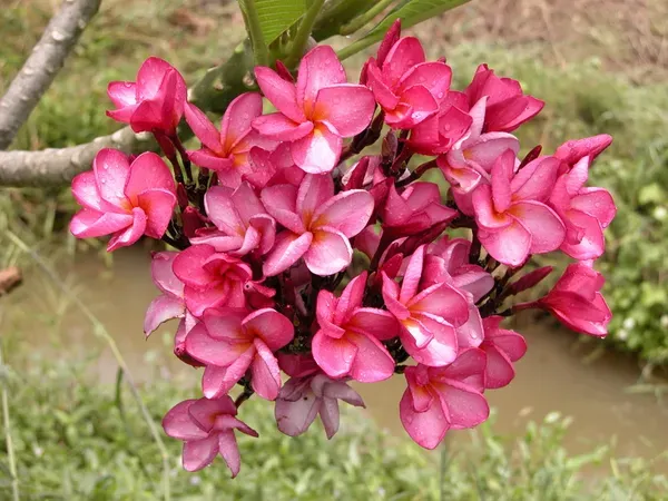Plumeria_Dwarf_Watermelon_Organic_Plant