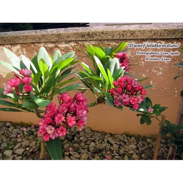 Plumeria_Dwarf_Watermelon_Organic_Plant