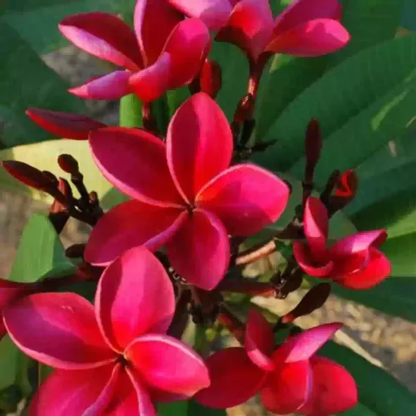 Plumeria_Rubra_Organic_Plant_For_Home