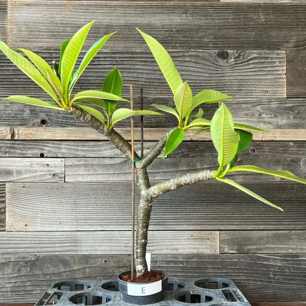 Plumeria_Rubra_Organic_Plant_For_Home