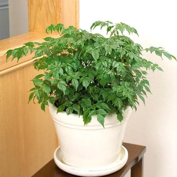 Chaina_Doll_Flower_Plant_Organic