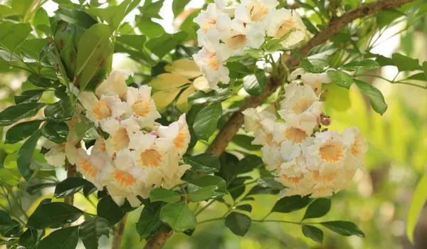 Chaina_Doll_Flower_Plant_Organic