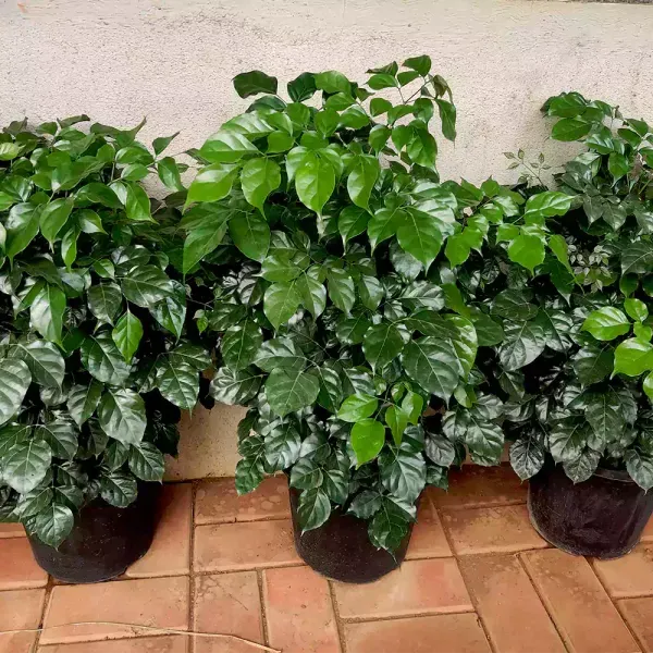 Chaina_Doll_Flower_Plant_Organic
