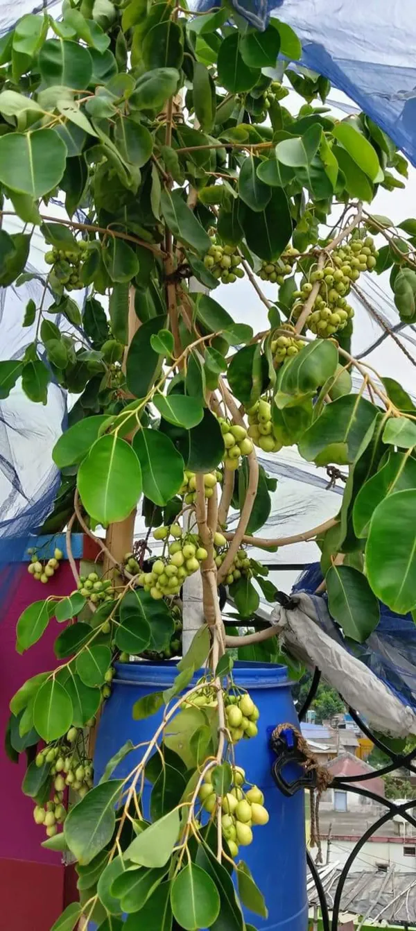 White_Jamun_Ornamental_Organic_Plant