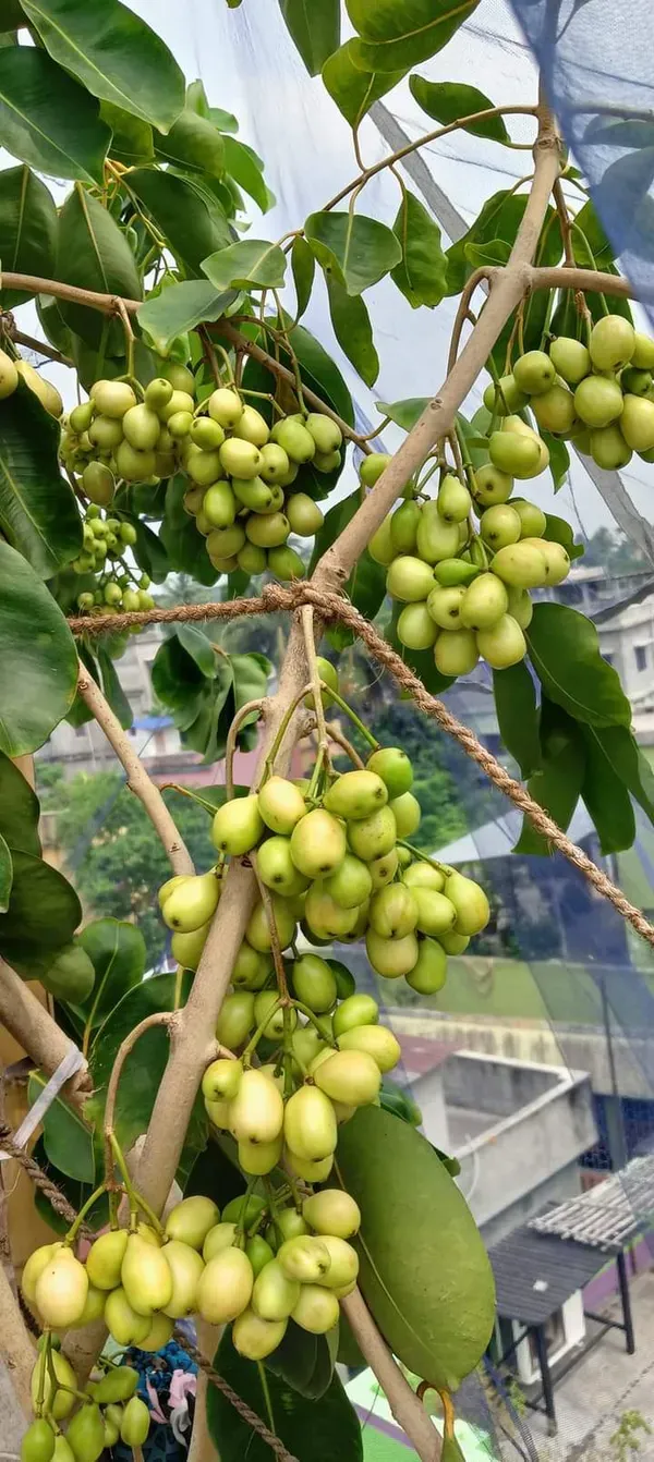 White_Jamun_Ornamental_Organic_Plant