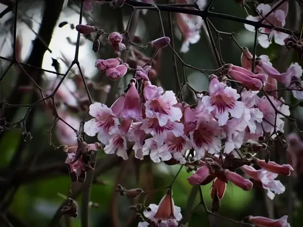 Jacaranda_Pink_Organic_Plant_For_Home