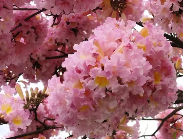 Jacaranda_Pink_Organic_Plant_For_Home