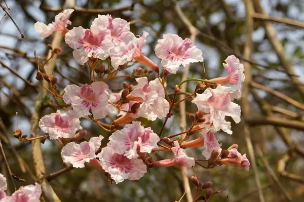 Jacaranda_Pink_Organic_Plant_For_Home