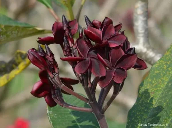 Plumeria_Black_Tiger_Organic_Plant