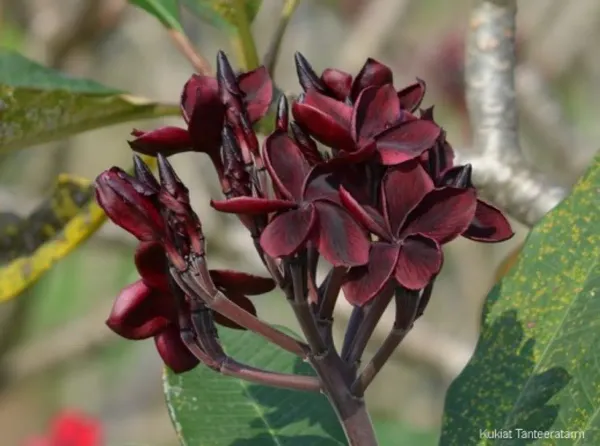 Plumeria_Black_Tiger_Organic_Plant