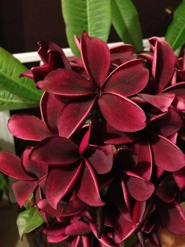 Plumeria_Black_Tiger_Organic_Plant