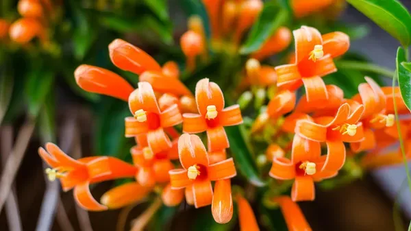 Flame_Vine_Crepper_Organic_Plant
