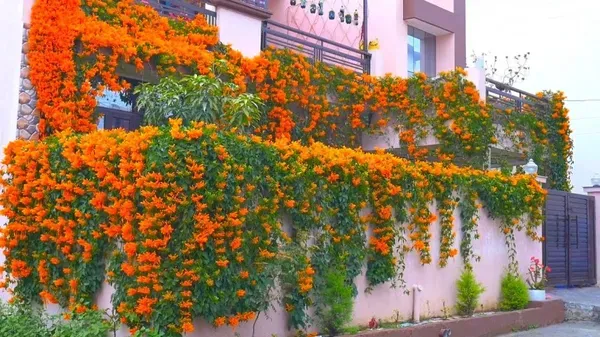 Flame_Vine_Crepper_Organic_Plant