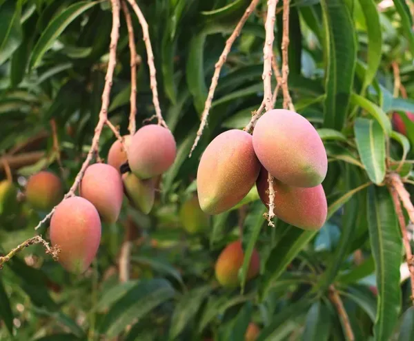 Toledo_Mango___Organic_Plant_For_Home