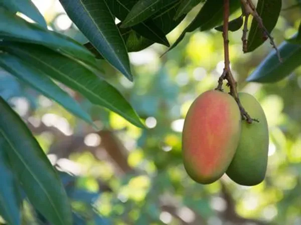 Toledo_Mango___Organic_Plant_For_Home