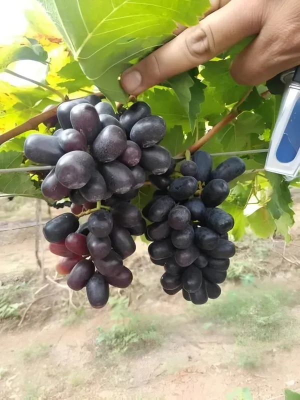 Seedless_Grape_Plant_Plant_Organic