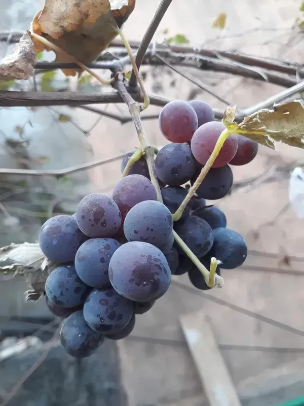 Seedless_Grape_Plant_Plant_Organic