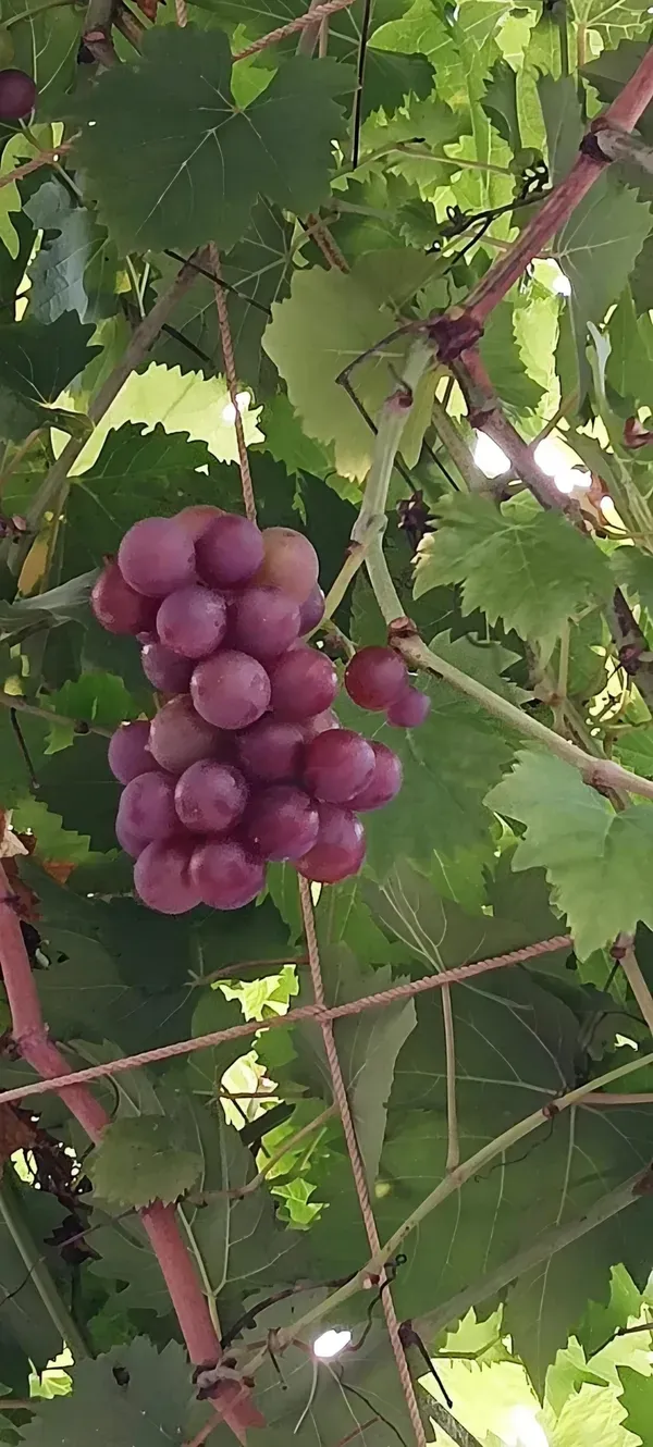 Seedless_Grape_Plant_Plant_Organic