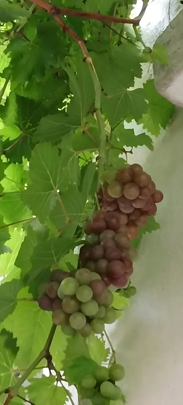 Seedless_Grape_Plant_Plant_Organic