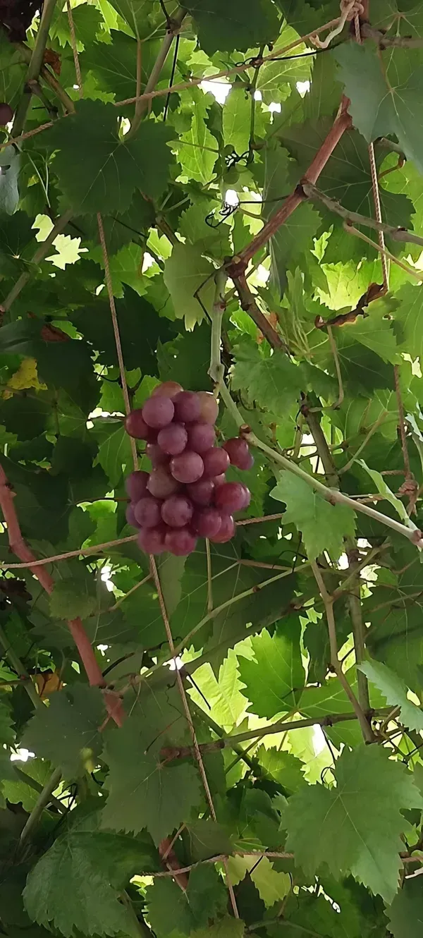 Seedless_Grape_Plant_Plant_Organic